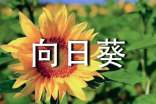 向日葵小学生作文400字