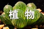 《植物妈妈有办法》的教学教案