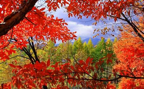 ��Ҷд�����Ľ�����ƪ