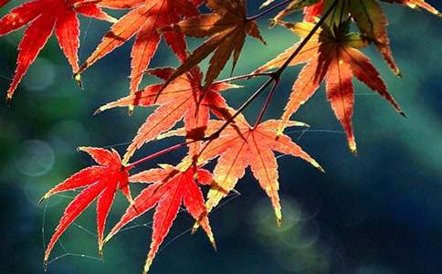 ��Ҷд��������ƪ