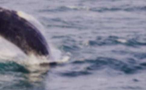 ���������600��8ƪ