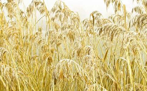 ʵ�õ�«έ������600����ƪ