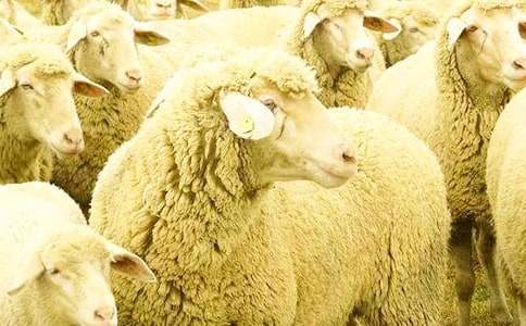 �а�����С���������˽̰�����˼