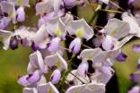 实用的紫藤花作文4篇