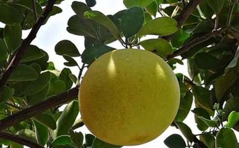 ����������Сѧ����