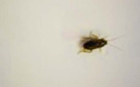 ʵ�õ��������600����ƪ