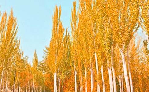 �������޶����