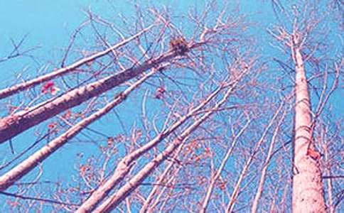 白杨礼赞作文 模仿白杨礼赞作文