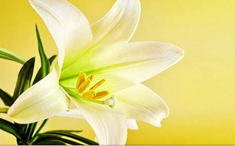 ���ڰٺϻ��Ļ��ﺬ��