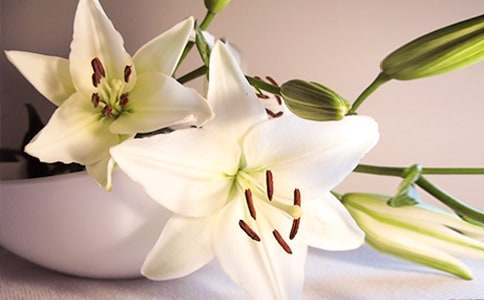 粉百合花的花语是什么