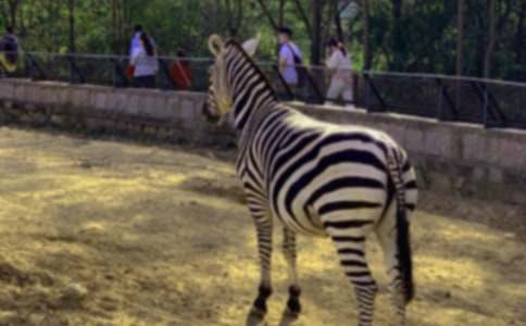 关于文明礼让斑马线倡议书