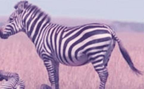 �������ð����߳����鼯��15ƪ