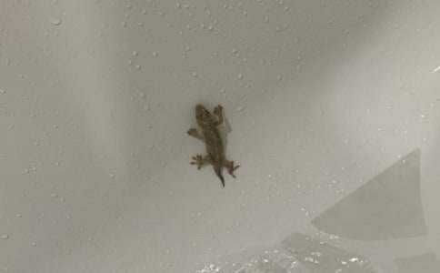 һ�꼶�̰�����С�ڻ���β�͡�