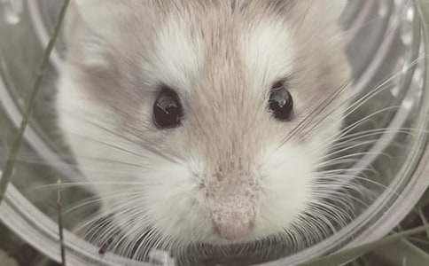 可爱的仓鼠作文(推荐)