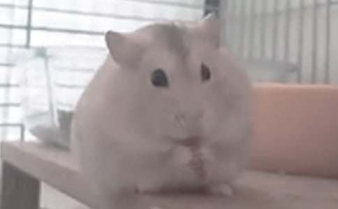 ��ѡС����������ĺϼ���ƪ