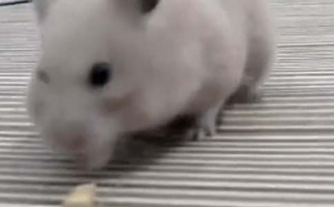 关于小仓鼠动物的作文十篇