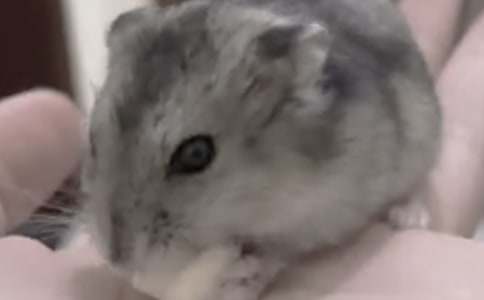 实用的小仓鼠动物的作文十篇