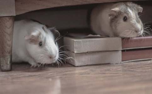 ����С����������ĺϼ���ƪ