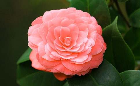 дɽ�軨�����Ľ���[3ƪ]