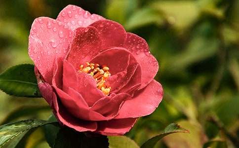 �軨�Ļ���