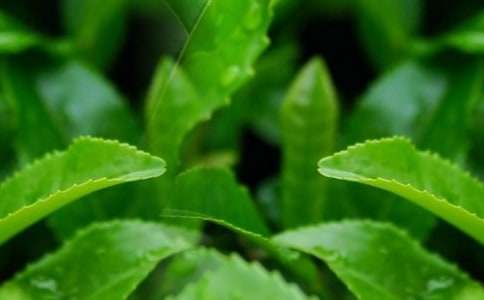 茶叶品牌营销策划书