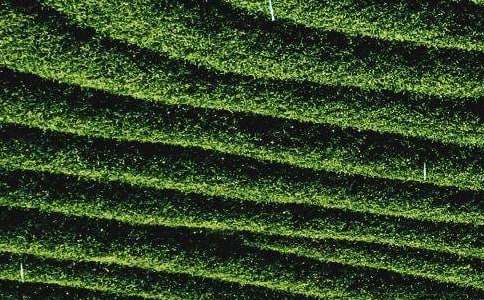 ��Ҷ���������10ƪ