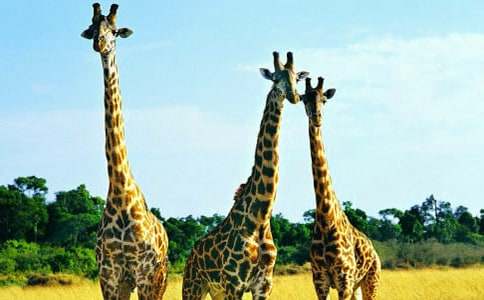 长颈鹿大班教案