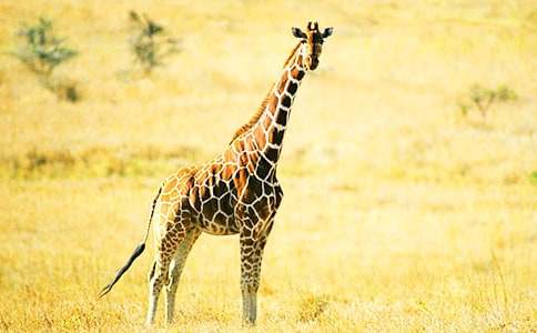 ����¹����15ƪ(�Ƽ�)