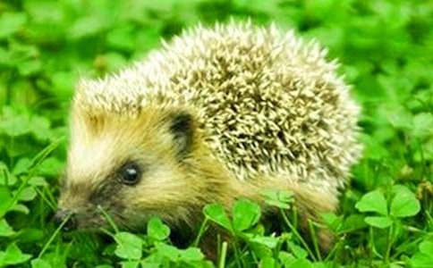 ����̰���С��⬡�