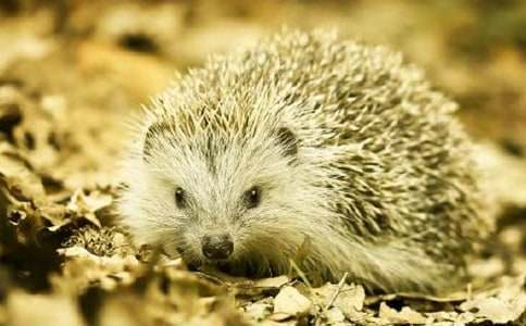 �ɰ���С���С��̰�