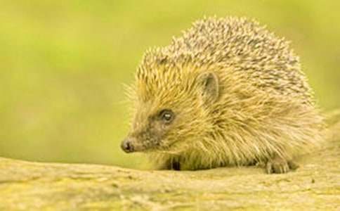 С��С��⬽̰�