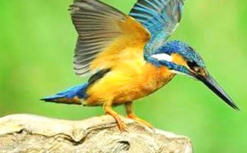 ����̰���ƪ