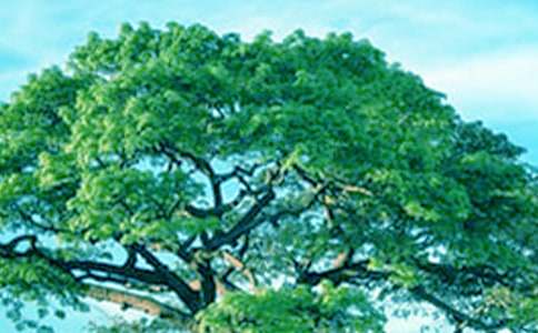 ���������衷�̰�