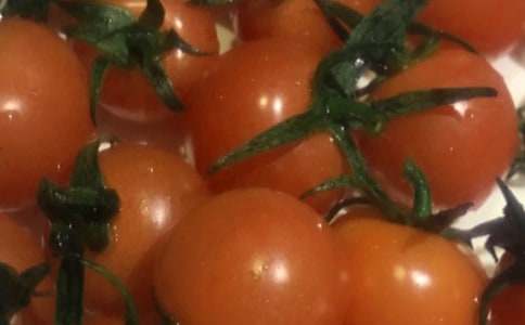 小班语言教案《番茄红了》