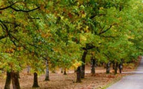 �����š��羰������600����ƪ