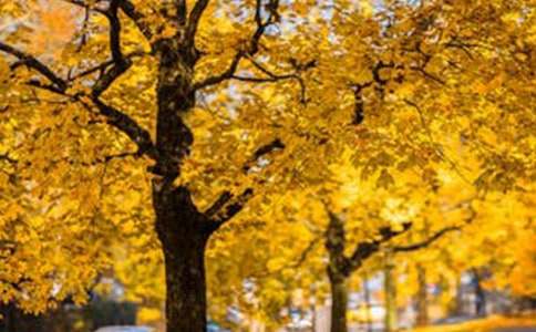 д�羰��԰����