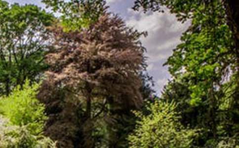 初中描写田园风景的作文