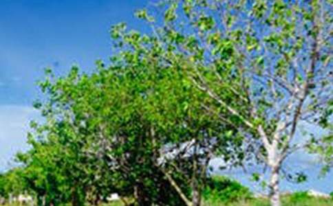 ��԰�羰������