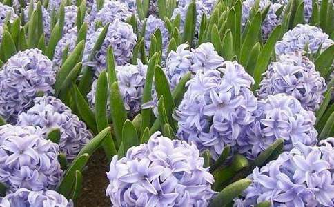 风信子的花语是什么意思-鲜花礼仪