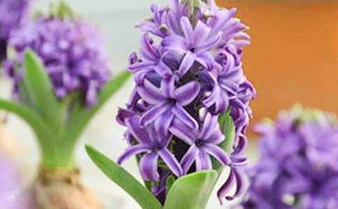 不同颜色风信子花语介绍及其传说-鲜花礼仪