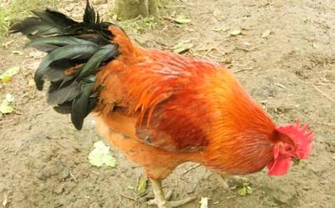 �𼦹ڵĹ����̰�����6ƪ