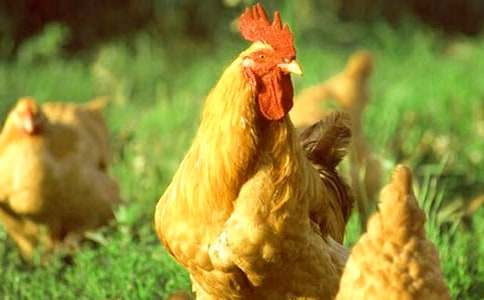 ��С������СѼ�ӡ��̰�����