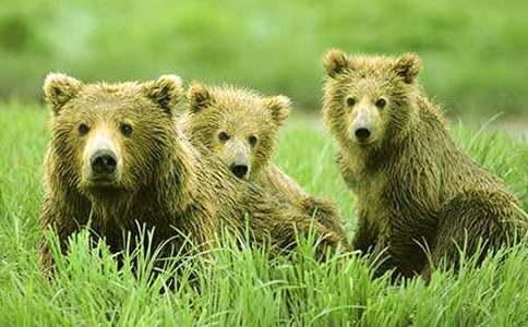 ��ֻ�����̰ܽ�