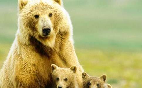 ������ԡ���ֻ�����ܡ��̰�