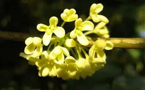 �𻨵Ļ��ﺬ�弰��˵���½���