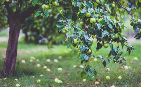 ��԰����Э����5ƪ