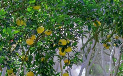 ��԰����ת�ú�ͬ����