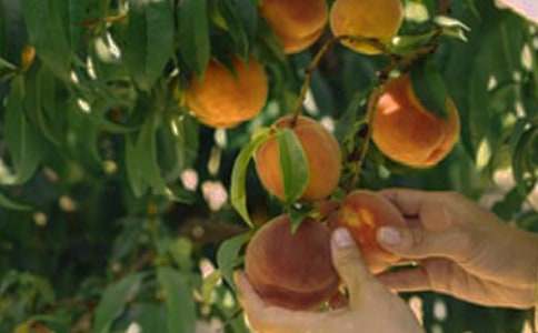 果园承包合同15篇