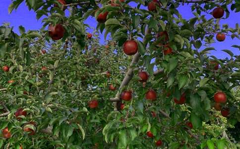 ���ع�԰ת�ú�ͬ����