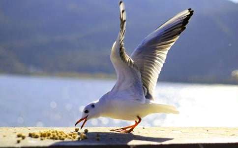 ����Ÿ����ɭ�������15ƪ